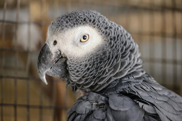 Quelles sont les techniques utilisées par les caméléons pour se camoufler dans leur environnement?