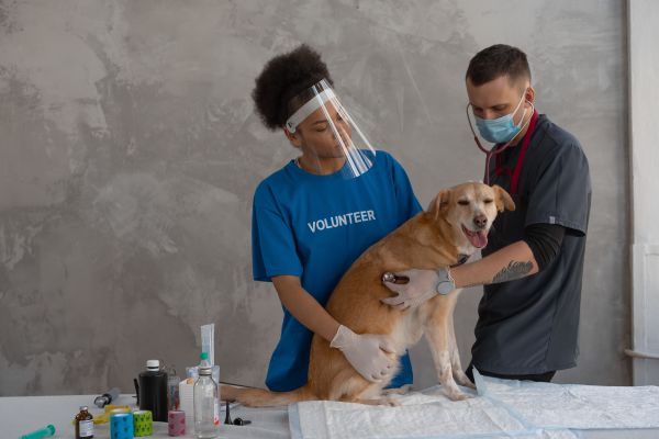 Optimisez la santé de votre chien avec ces astuces pratiques