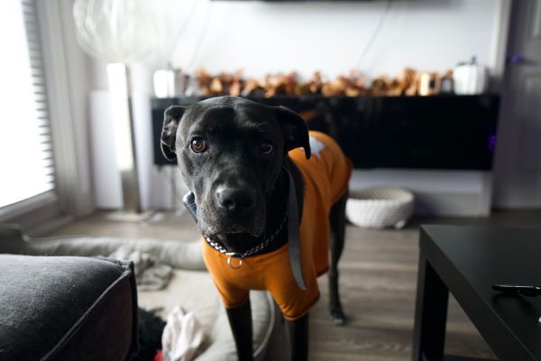 Top recommandations pour booster la santé de votre chien