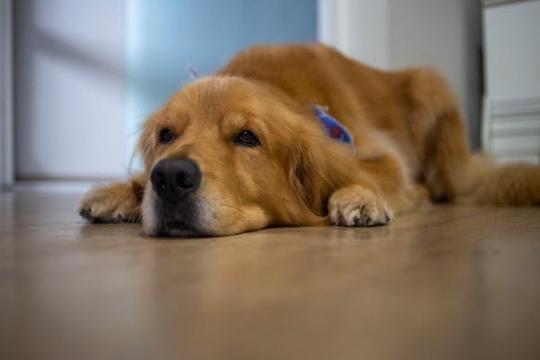 Texte réconfortant pour dire adieu à mon chien bien-aimé
