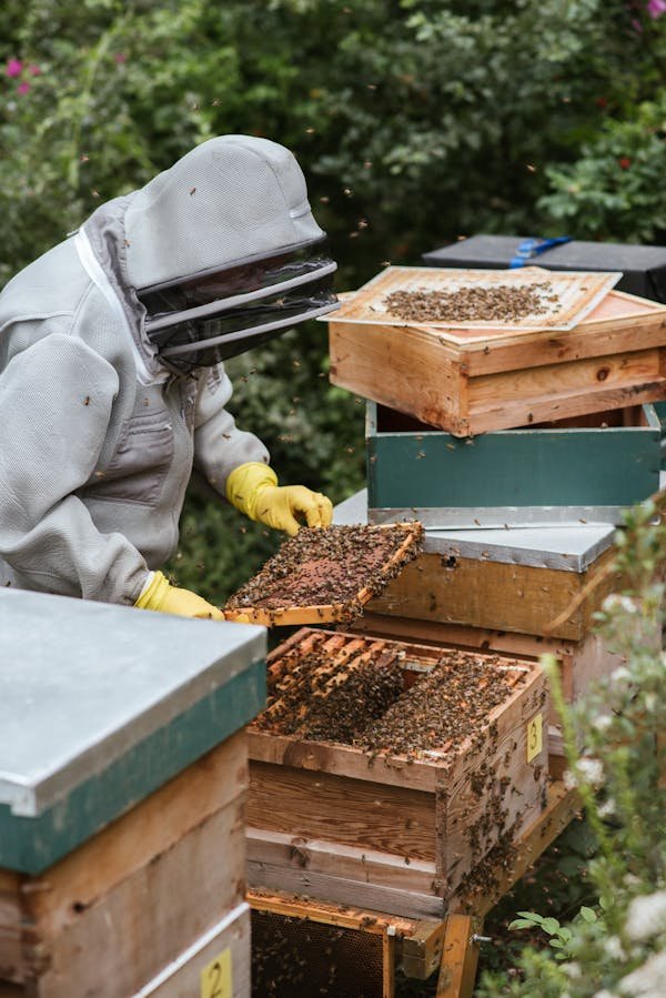 Réservez votre essaim d'abeilles pour 2025 sans attendre !
